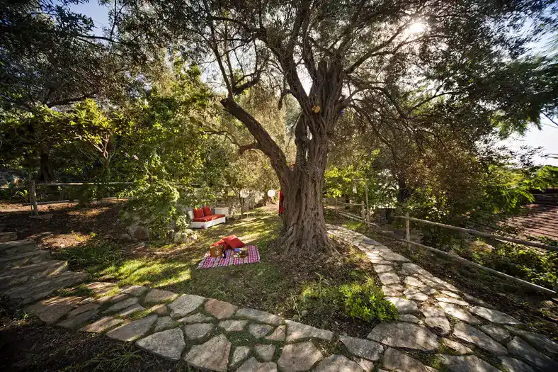 Perdue Komşunuz Akdeniz Ağaçları​